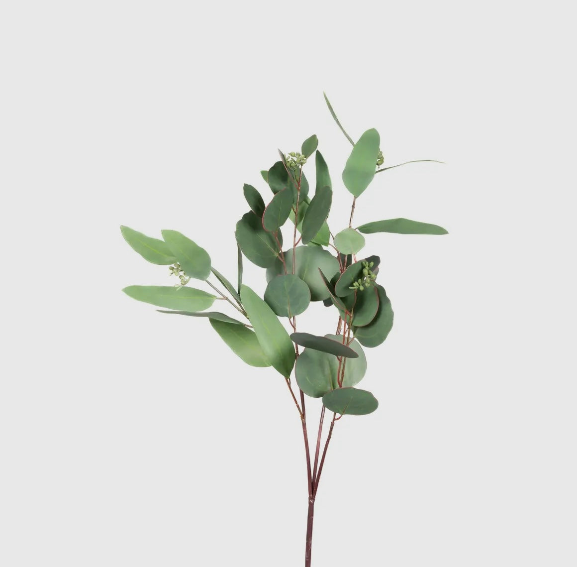 Mixed Seeded Eucalyptus Stem
