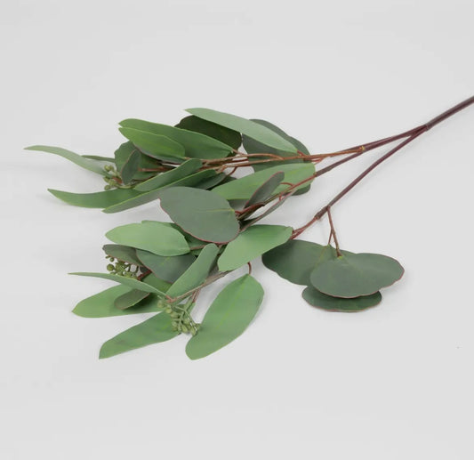 Mixed Seeded Eucalyptus Stem