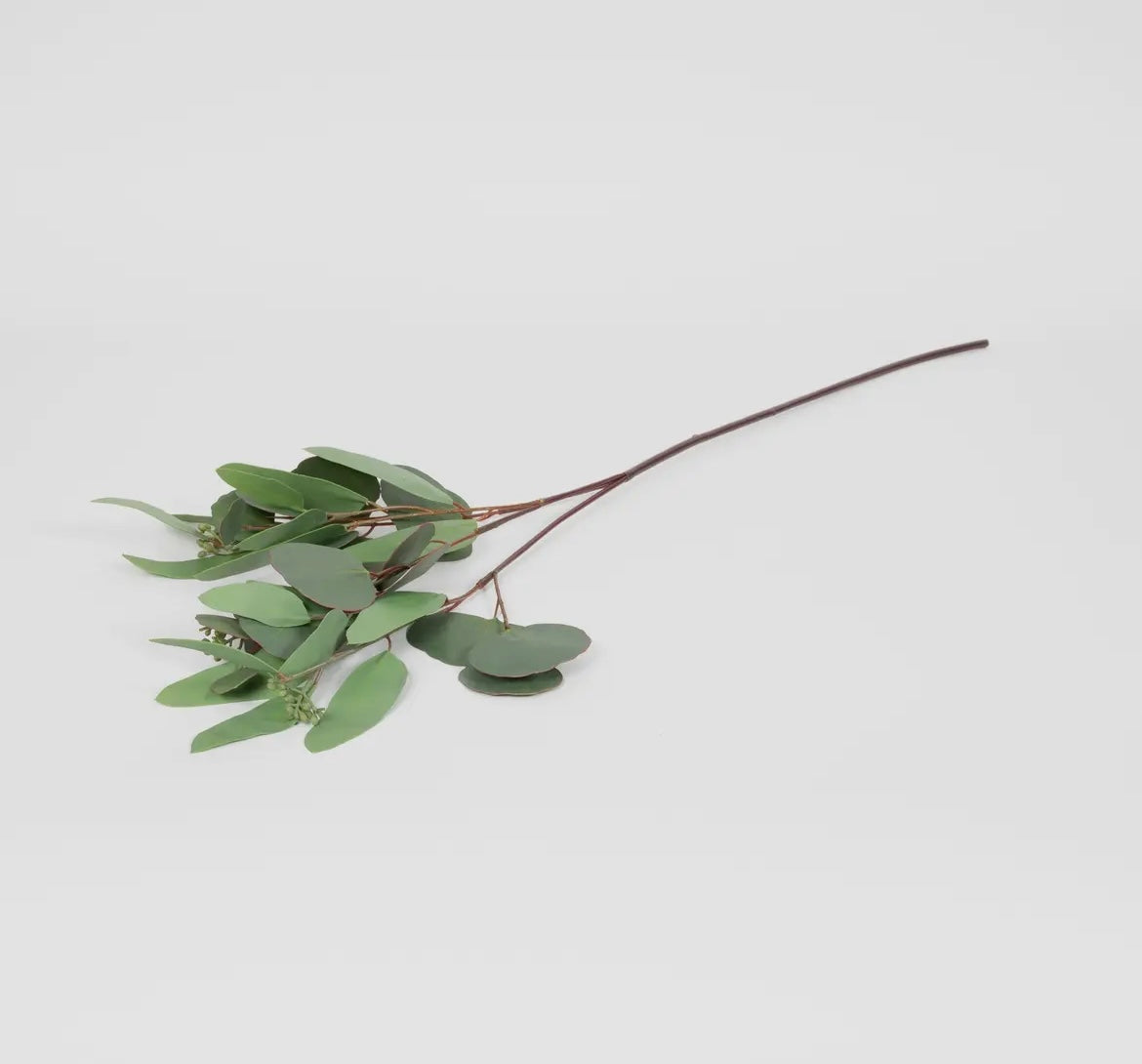 Mixed Seeded Eucalyptus Stem